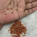 Loreals Sugar beads Red 1mm